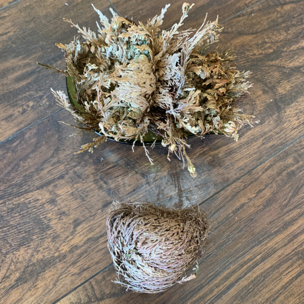 Rose of Jericho